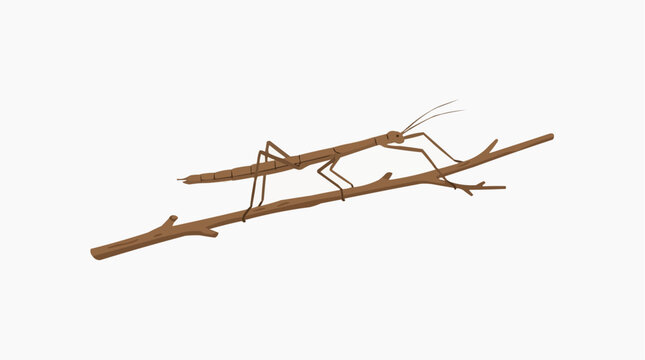 Brown stick insect camouflaged on a tree branch against a white background