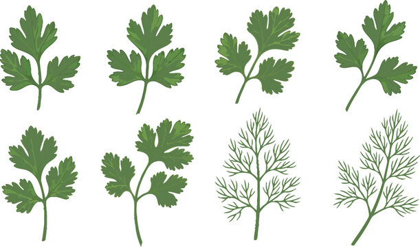 Watercolor fresh herbs set including parsley cilantro and dill sprigs for culinary design and healthy cooking vector illustration
