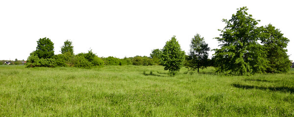 fresh green grass field landscape with trees in summer or spring sun. sky is isolated on white or transparent png © David Kreuzberg