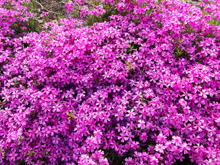 Obraz premium 芝桜, 花, ピンク, 自然, 植える, 桜, シバザクラ, 庭, 紫, 全盛期, 咲く, 色, 植物, サマー, すごい, ブーゲンビリア, 公園, 季節, 美しい, スミレ, フローラル, 赤, 野原, ペチュニア, moss phlox, flower, pink, nature, plant, cherry blossom, garden, purple, peak season, blo