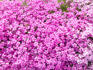 Fototapeta premium 芝桜, 花, ピンク, 自然, 植える, 桜, シバザクラ, 庭, 紫, 全盛期, 咲く, 色, 植物, サマー, すごい, ブーゲンビリア, 公園, 季節, 美しい, スミレ, フローラル, 赤, 野原, ペチュニア, moss phlox, flower, pink, nature, plant, cherry blossom, garden, purple, peak season, blo