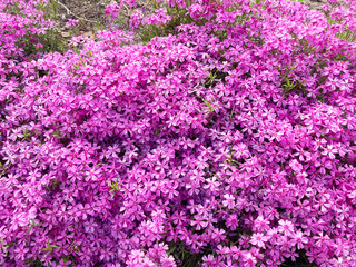 Obraz premium 芝桜, 花, ピンク, 自然, 植える, 桜, シバザクラ, 庭, 紫, 全盛期, 咲く, 色, 植物, サマー, すごい, ブーゲンビリア, 公園, 季節, 美しい, スミレ, フローラル, 赤, 野原, ペチュニア, moss phlox, flower, pink, nature, plant, cherry blossom, garden, purple, peak season, blo