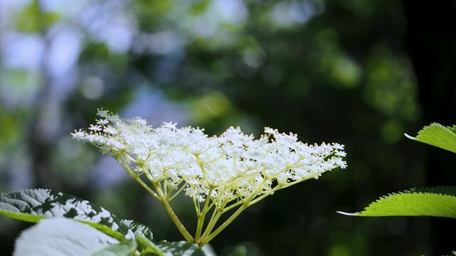 Blooming elderflower (Sambucus nigra) on spring