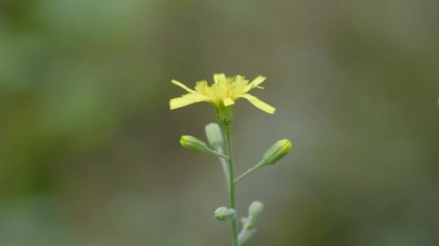 Macro photography of a wild flower - Jacobaea erratica.