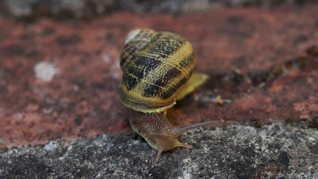 Snail on rock. Garden snail with pretty brown shell on granite rock