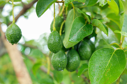 Green avocado growing on tree branch with lush leaf. Fresh fruit in peaceful nature covered by water drop. Vibrant agricultural garden scene showing raw healthy food growth