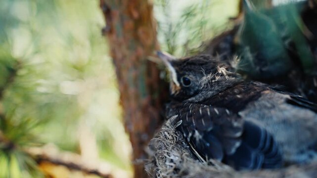 Little baby bird fledgling chirping in the nest