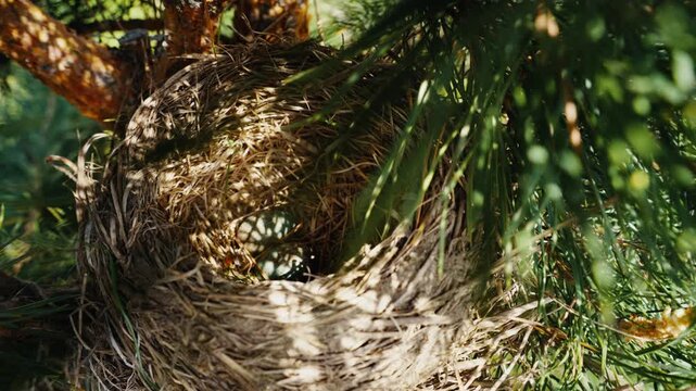 Bird nest with eggs resting in a pine tree