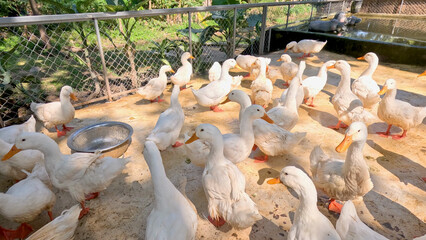 Large Group of White Domestic Ducks in a Sunny Outdoor Farm Enclosure © blueringmedia