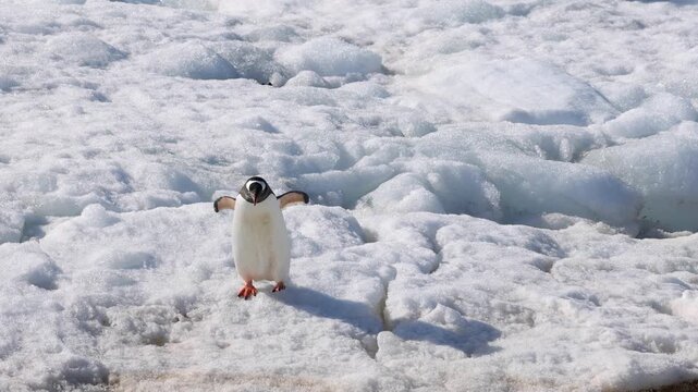 Gentoo penguin (Pygoscelis papua, Spheniscidae) walks across Antarctic snow while displaying open beak vocal behavior, slow motion camera tracking shot with frontal wildlife perspective.