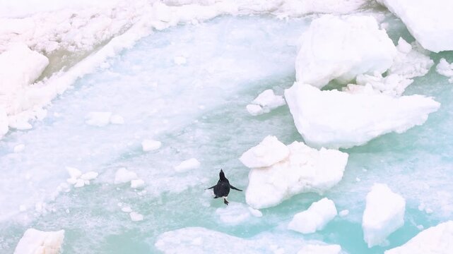 Adelie penguin (Pygoscelis adeliae, Spheniscidae) runs across fragmented Antarctic sea ice while agitating flippers for balance and propulsion, elevated wildlife tracking shot in polar marine habitat