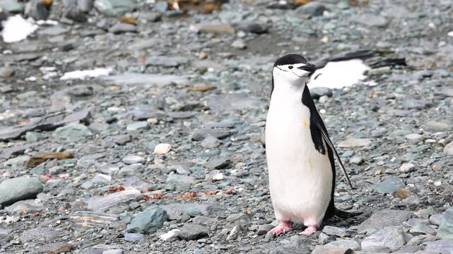 A close-up shot of a single chinstrap penguin standing on a pebble beach with snow patches in the South Shetland Islands, Antarctica. Ideal for nature and wildlife documentaries