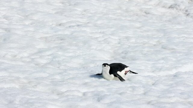 Chinstrap penguin Pygoscelis antarcticus traversing compact wind-shaped snowfields in Antarctica, locomotion behavior of a highly social Antarctic seabird adapted to extreme polar condition, tracking