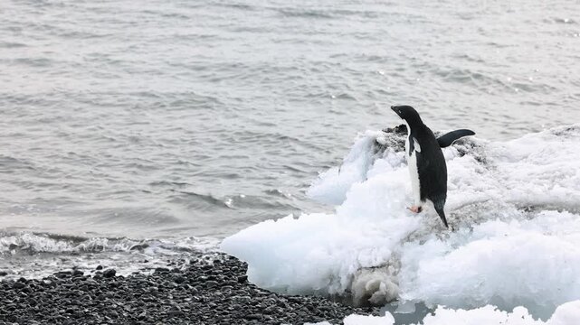 Adelie penguin (Pygoscelis adeliae) raises its head while vocalizing from fragmented coastal sea ice beside Antarctic shoreline surf, slow motion wildlife shot at ground level.