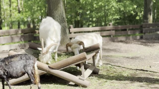 Goats feeding at wooden trough