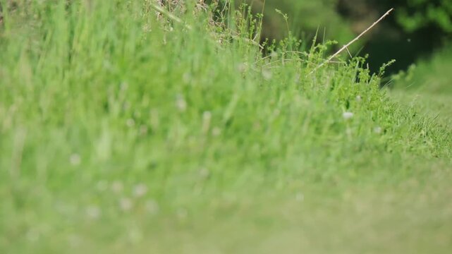 european hare lepus europaeus running golden meadow, wildlife animal motion, warm sunlight backlight, summer field grass, nature behavior speed, outdoor countryside scene, slow motion