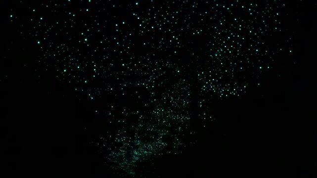 Glowworms shine like a star field across Waitomo Cave ceiling in New Zealand, timelapse shot.