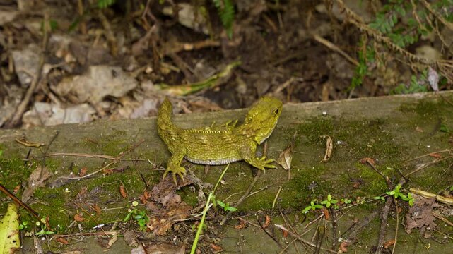 Juvenile tuatara begins moving along a mossy log in native New Zealand forest, static close up shot.