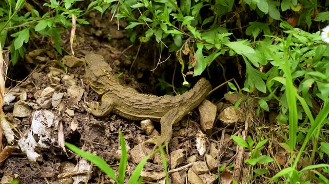 Juvenile tuatara rests among rocks and leaves in native New Zealand forest, static close up shot.