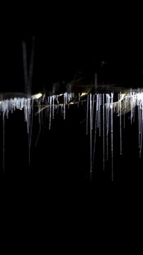 Glowworm silk fishing lines hang from Waitomo Cave ceiling in New Zealand, vertical illuminated close up shot.