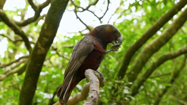 Kaka parrot eats on a tree branch in Zealandia Te Mara a Tane, New Zealand, horizontal handheld shot.