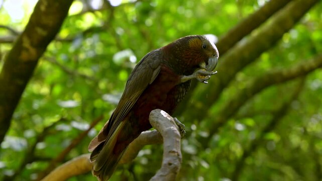 Kaka parrot (Nestor meridionalis) feeds on a branch in Zealandia Conservation Park, New Zealand, slow motion shot.