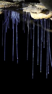 Vertical format macro footage of bioluminescent glowworm larvae and their glowing sticky silk threads in Waitomo Cave, New Zealand