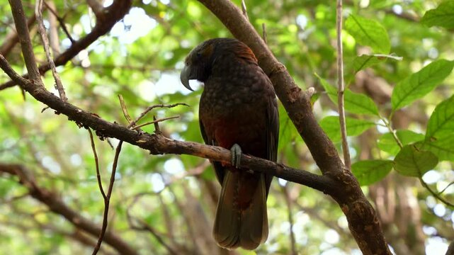 New Zealand Kaka perches on a forest branch in Zealandia, framed by lush green foliage in a natural native bird habitat.