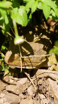 Rare tuatara (Sphenodon punctatus) reptile with head basking in sun. Vertical