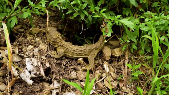 Endemic Tuatara ancient reptile resting on New Zealand forest floor