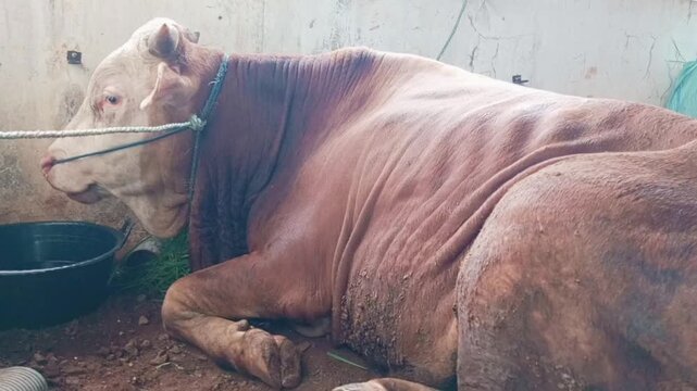 View of a muscular brown Simmental cattle resting or lying down on the ground.