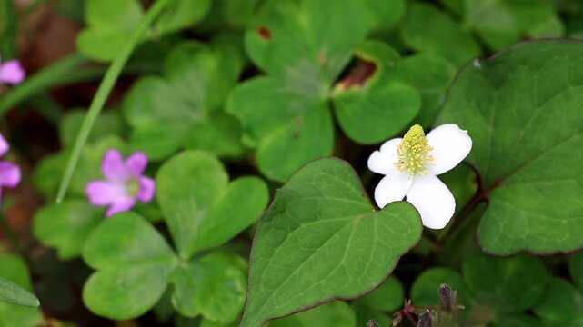 ドクダミの白い花頭が優雅に動く瞬間