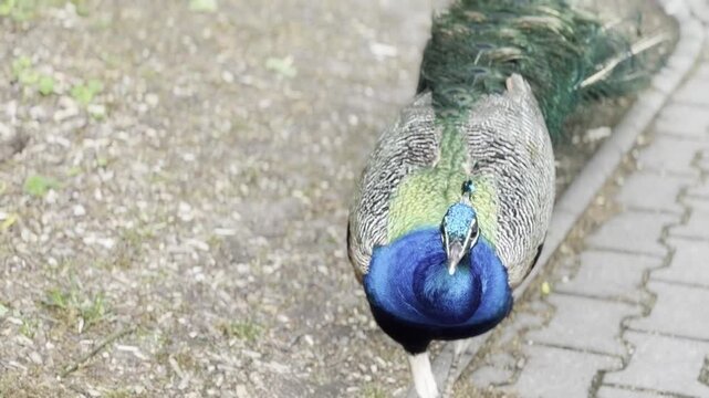 Close-up peacock walking on paved sidewalk