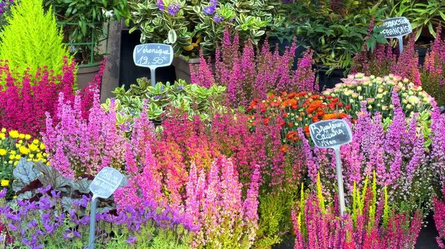 Heather and veronica potted plants display in the Paris flower market