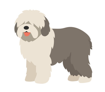 Old english sheepdog isolated on white background. Dog canine breed. Vector flat illustration