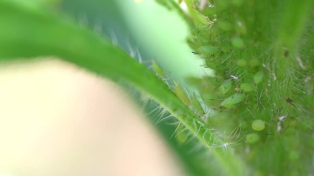 アブラムシが群生して蠢く様子