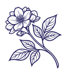 Fototapeta premium Engraved style single flowering branch vector illustration with blossom buds leaves line art cherry blossom apple blossom white background single stem botanical