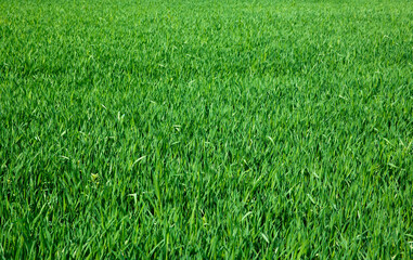 Obraz premium Green grass texture from a field