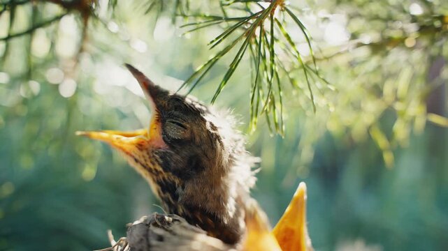 Hungry newborn baby birds crying for food in nest