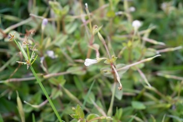 Macro view of delicate white wildflower blooming on thin green stem in daylight. © BEST