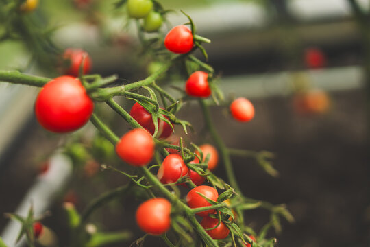 Tomato plants growing in a greenhouse, detailed view of healthy green foliage and ripening tomatoes. Fresh agricultural produce in controlled environment farming.
