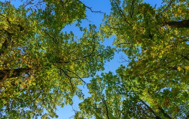 Fototapeta premium Captivating low angle perspective of colorful autumn foliage and intricate tree branches set against the open sky.