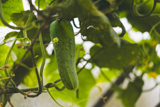 Cucumber plants growing in a greenhouse with healthy green leaves and developing cucumbers. Fresh vegetable cultivation in controlled environment farming, close-up agricultural detail.