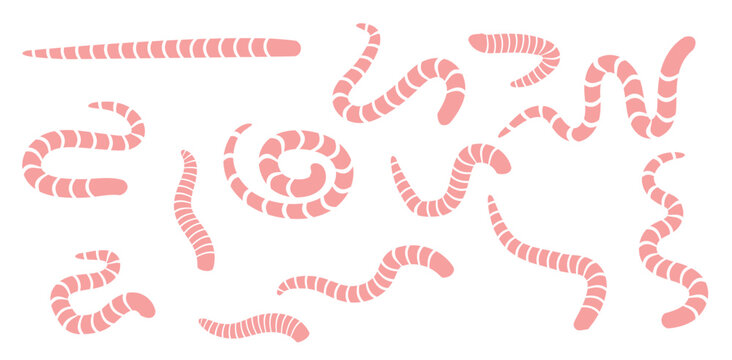 Collection of stylized pink earthworms forming various shapes and patterns with white background line art animal life earthworm illustration creature invertebrate segmented straight stylized