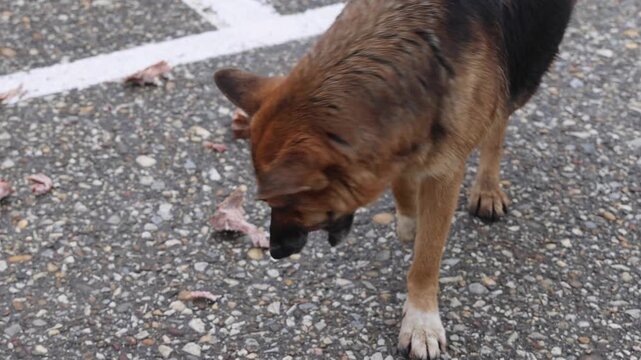 Big Stray Dog Chewing Raw Bones at Street