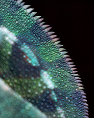 Colourful Chameleon Resting on Branch  © Sparkesstudio