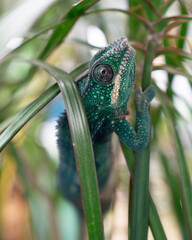 Colourful Chameleon Resting on Branch  © Sparkesstudio