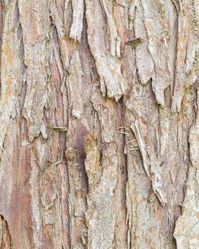 Western Red Cedar Bark Texture Background