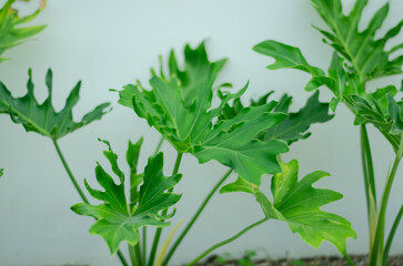 Close-up of young split leaf philodendron (Thaumatophyllum bipinnatifidum) with bright green lobed leaves against white background. Garden plant photography © Abank