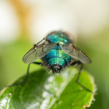 Fly from behind